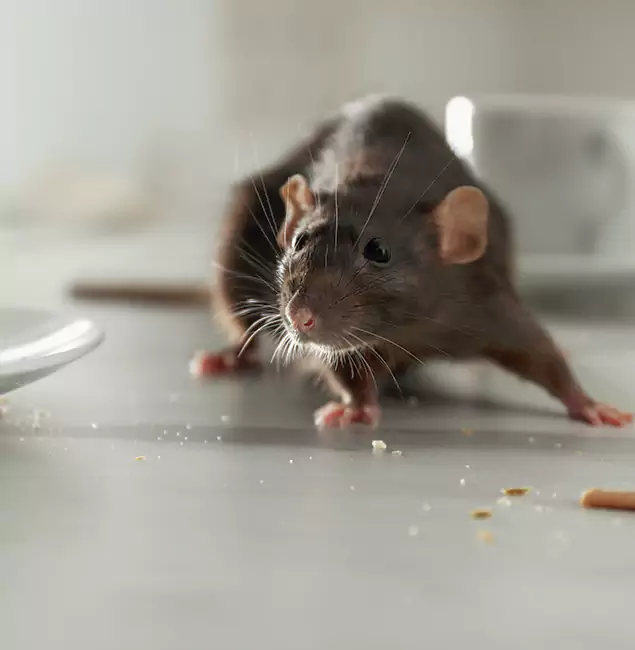 Why Amarillo Homeowners Choose Amarillo Pest Control Pro for Mice Control?