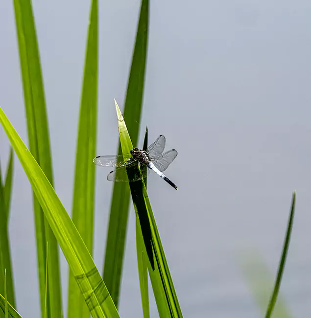 Why Amarillo Families Trust Amarillo Pest Control Pro for Mosquito Prevention?