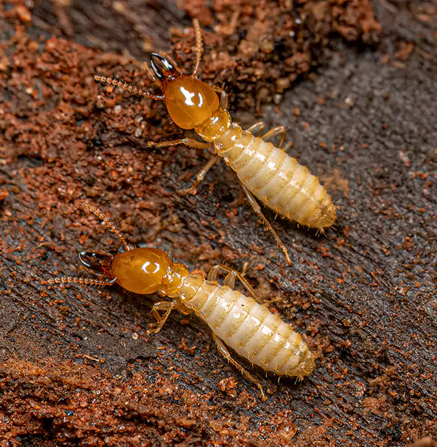 Why Choose Amarillo Pest Control Pro for Termite Treatment Without Tenting in Amarillo, TX?