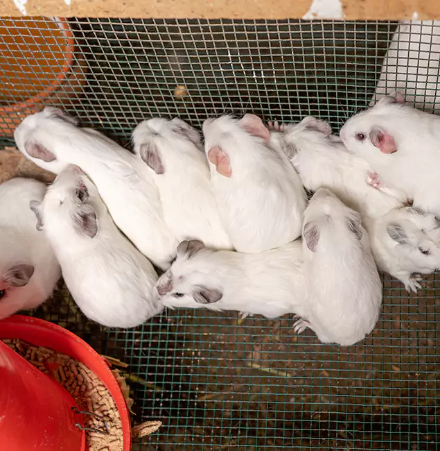 Why Choose Amarillo Pest Control Pro for Rat Infestation in Amarillo, TX?