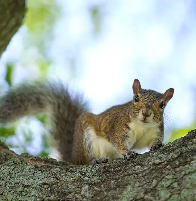 Why Amarillo, TX Relies on Amarillo Pest Control Pro for Squirrel Pest Control?