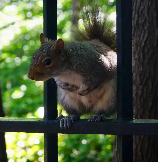 Why Amarillo, TX Chooses Amarillo Pest Control Pro for Squirrel Removal?