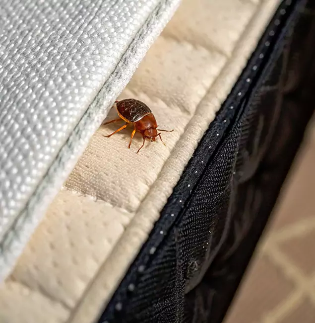 Why Amarillo Homeowners Trust Amarillo Pest Control Pro for Tick Treatment?