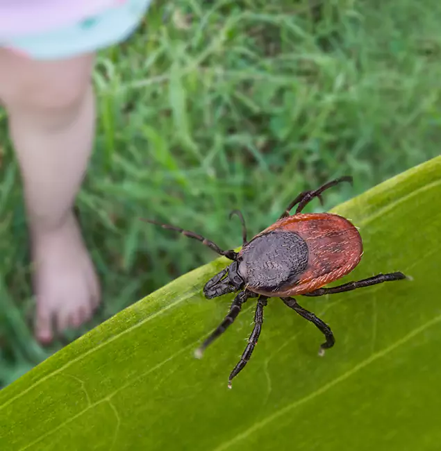 Why Amarillo Homeowners Choose Amarillo Pest Control Pro for Tick Extermination?
