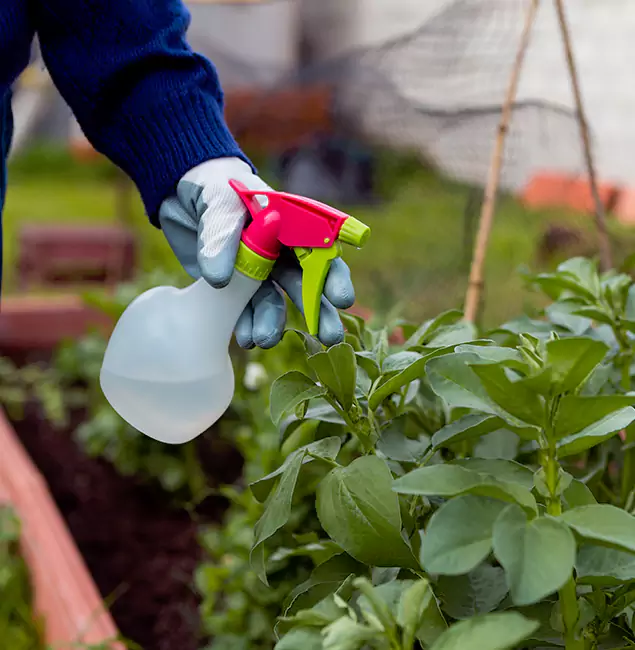Why Amarillo Relies on Amarillo Pest Control Pro for Wasp Control Services?