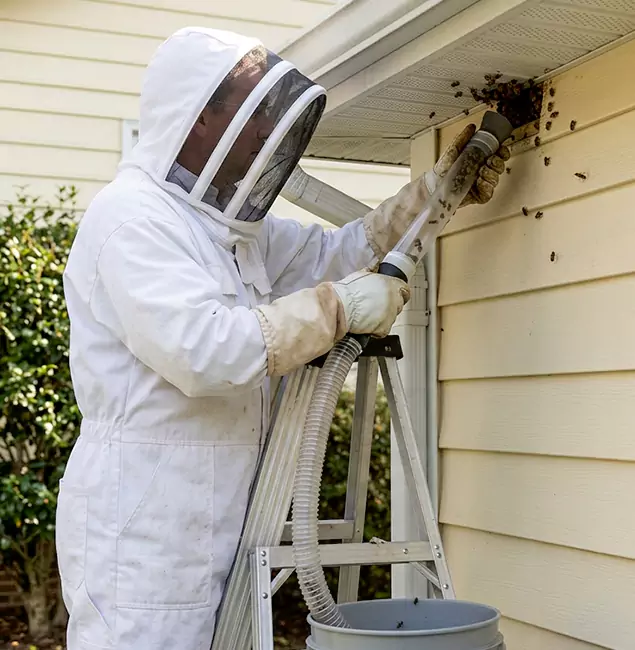 Why Amarillo Trusts Amarillo Pest Control Pro for Wasp Control?