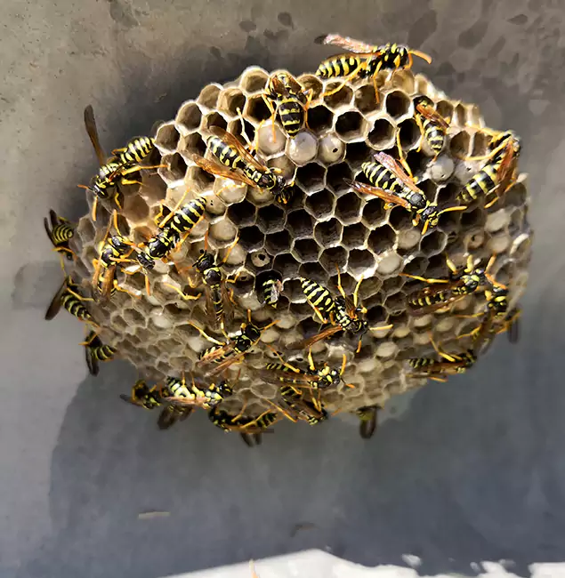 Why Amarillo Chooses Amarillo Pest Control Pro for Wasp Control Services?