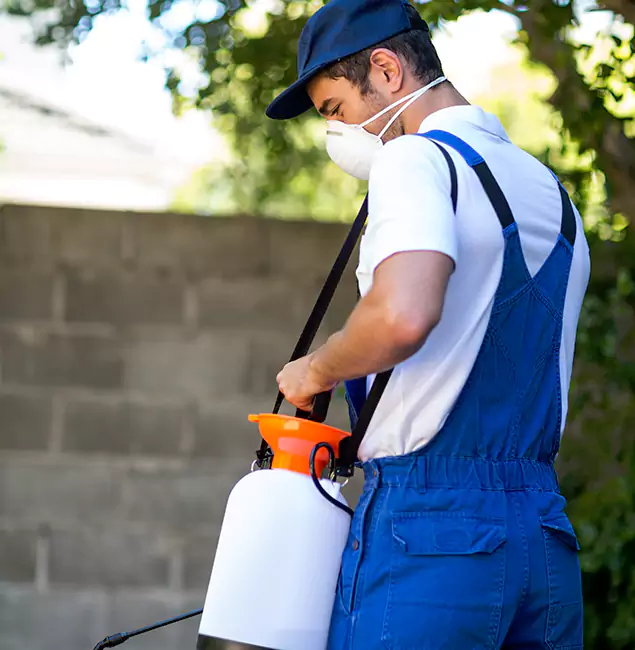 Why Amarillo Pest Control Pro Is the Right Choice for Yellow Jacket Removal in Amarillo, TX?