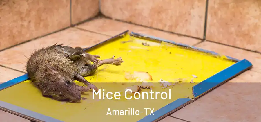 Mice Control Amarillo-TX