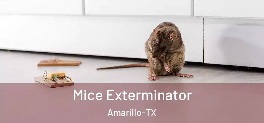 Mice Exterminator Amarillo-TX