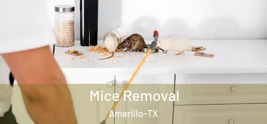 Mice Removal Amarillo-TX