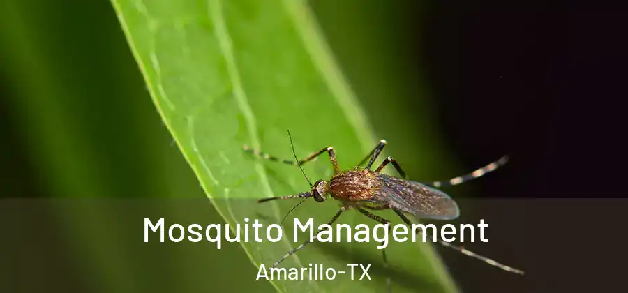  Mosquito Management Amarillo-TX