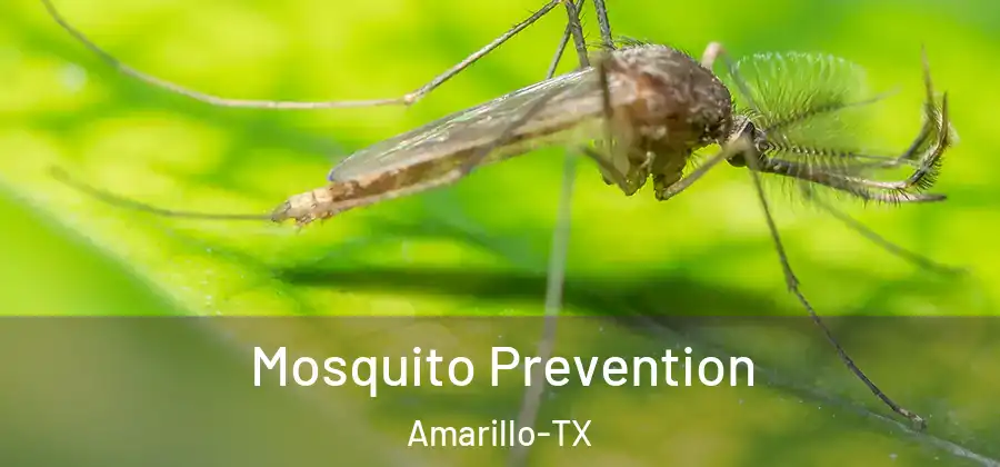 Mosquito Prevention Amarillo-TX