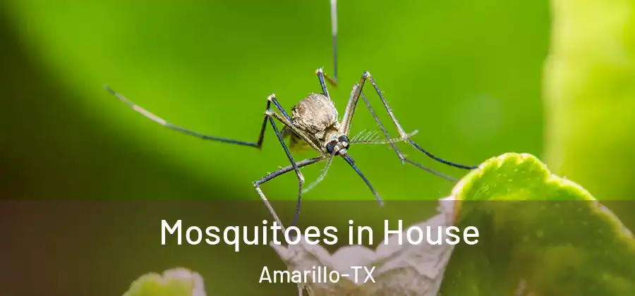 Mosquitoes in House Amarillo-TX