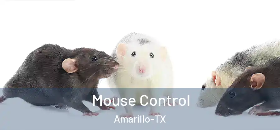 Mouse Control Amarillo-TX