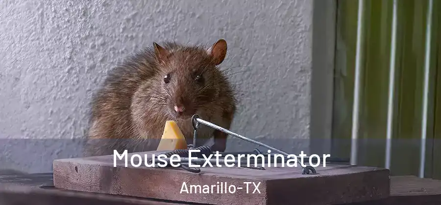  Mouse Exterminator Amarillo-TX