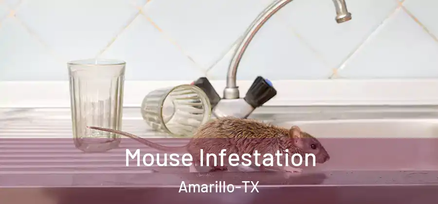 Mouse Infestation Amarillo-TX