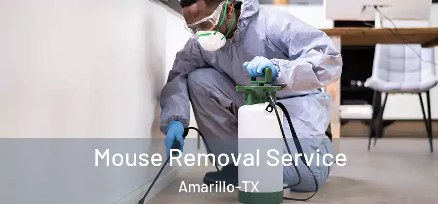 Mouse Removal Service Amarillo-TX