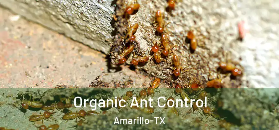  Organic Ant Control Amarillo-TX