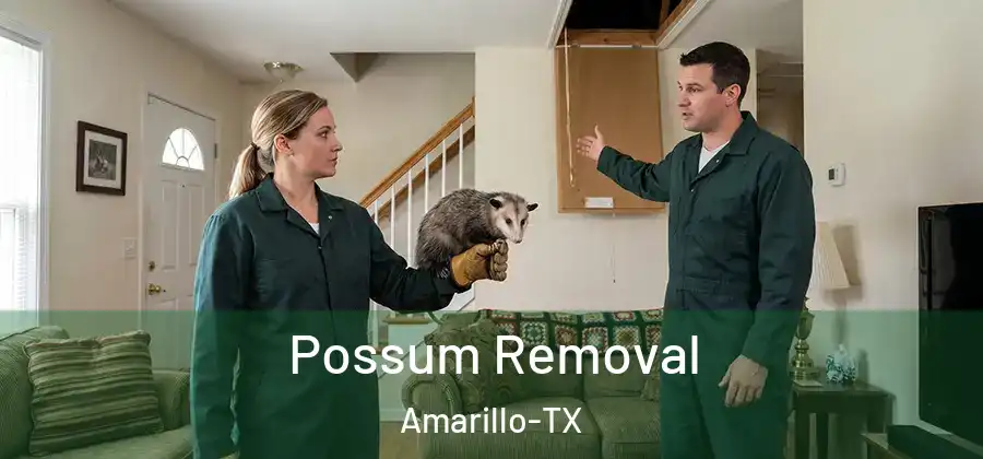  Possum Removal Amarillo-TX