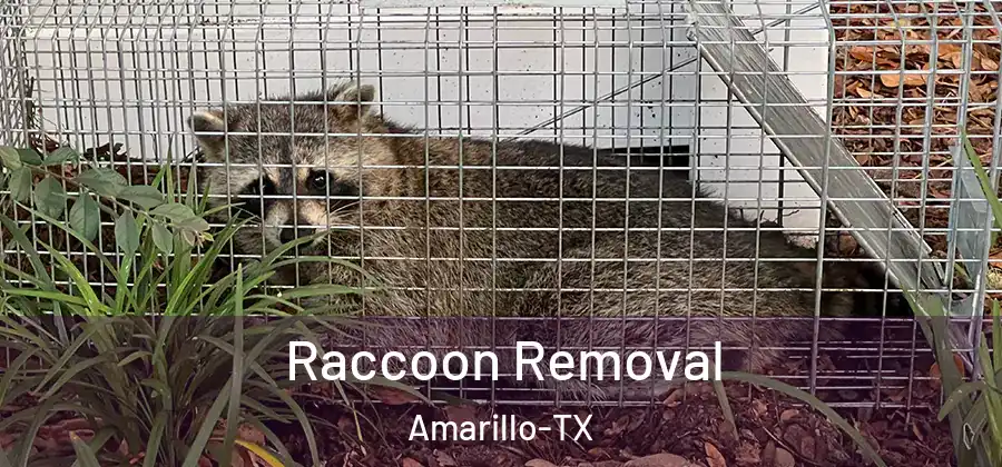Raccoon Removal Amarillo-TX