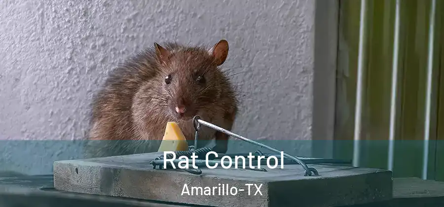 Rat Control Amarillo-TX