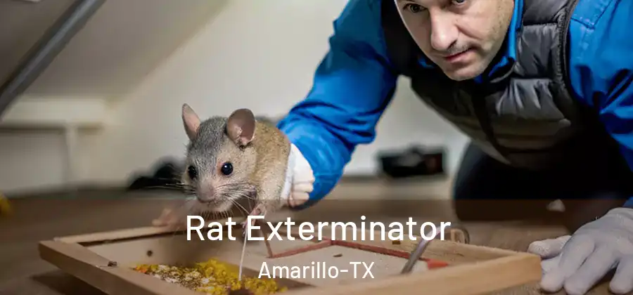 Rat Exterminator Amarillo-TX