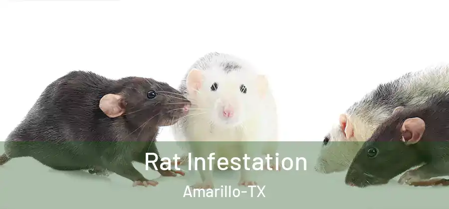 Rat Infestation Amarillo-TX