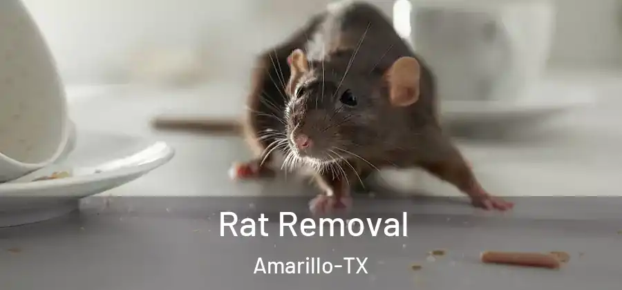  Rat Removal Amarillo-TX