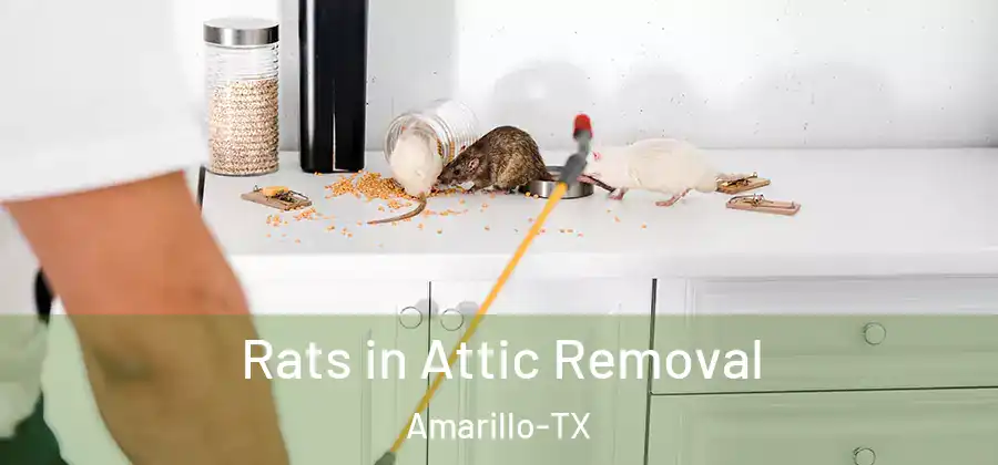 Rats in Attic Removal Amarillo-TX