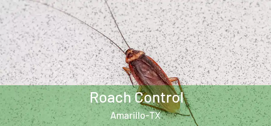  Roach Control Amarillo-TX