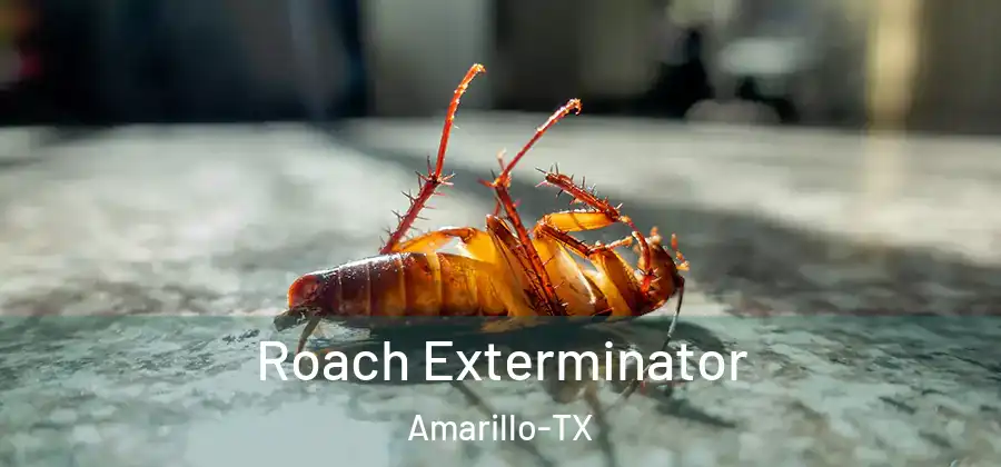 Roach Exterminator Amarillo-TX