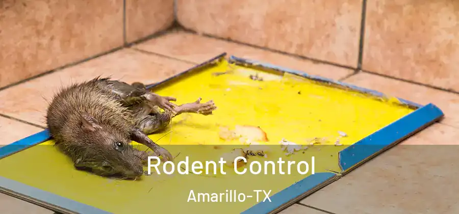 Rodent Control Amarillo-TX