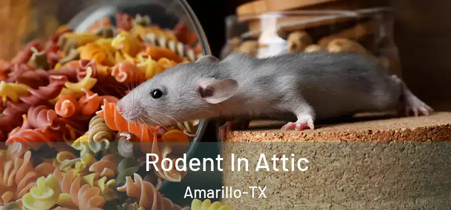 Rodent In Attic Amarillo-TX