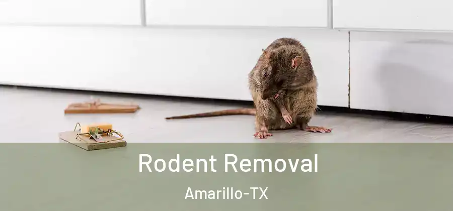  Rodent Removal Amarillo-TX