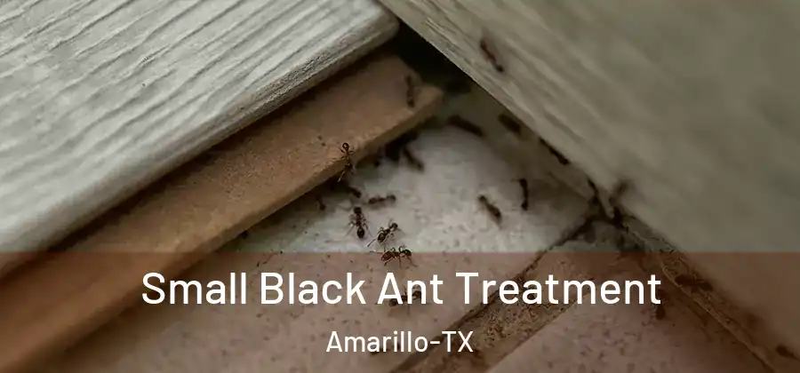 Small Black Ant Treatment Amarillo-TX