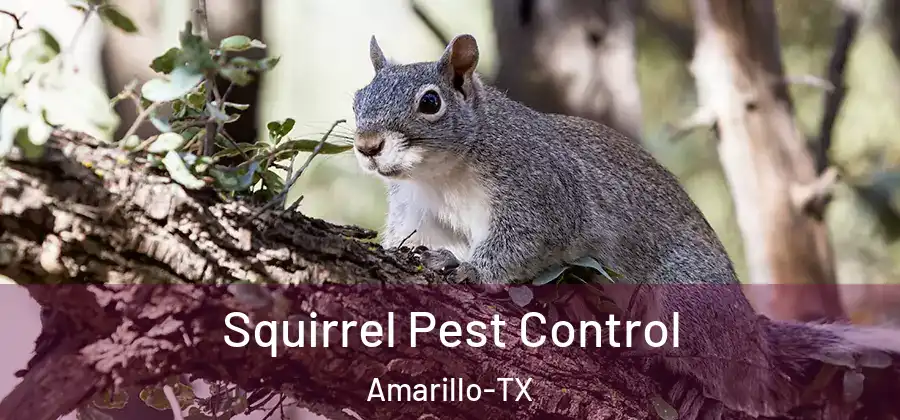 Squirrel Pest Control Amarillo-TX