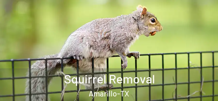  Squirrel Removal Amarillo-TX