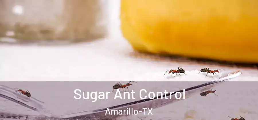 Sugar Ant Control Amarillo-TX