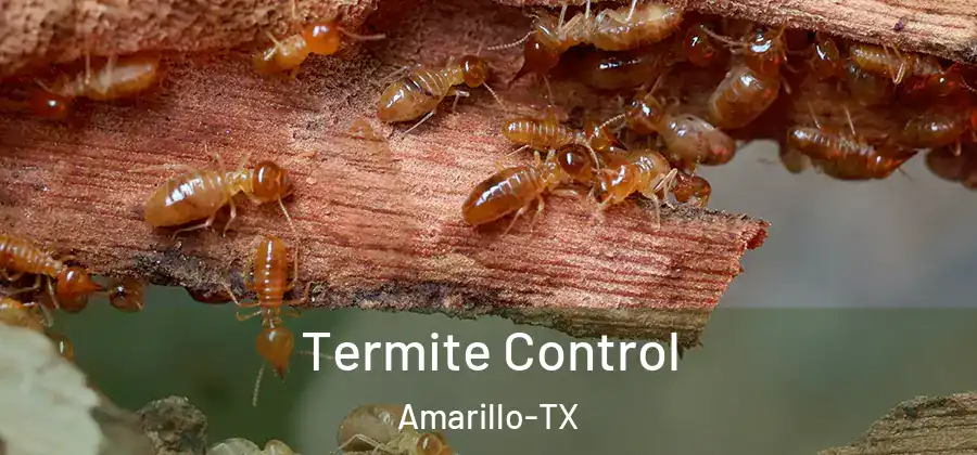 Termite Control Amarillo-TX