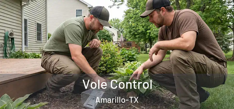 Vole Control Amarillo-TX