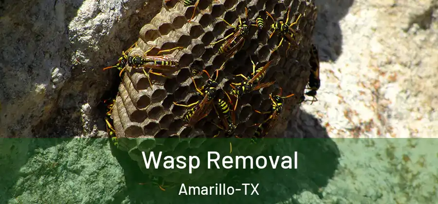 Wasp Removal Amarillo-TX