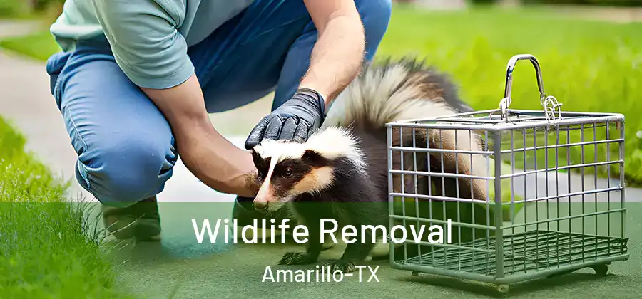 Wildlife Removal Amarillo-TX