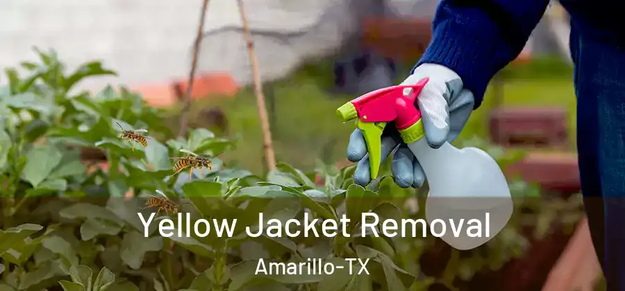 Yellow Jacket Removal Amarillo-TX